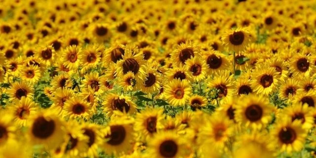 How to grow a Sunflower | Kiddi Caru