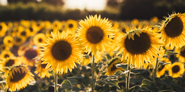 How to grow Sunflowers from seeds