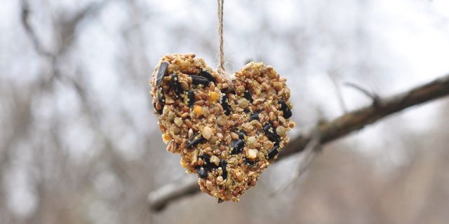 Easy Eco-Friendly Bird Feeders to Make with Children