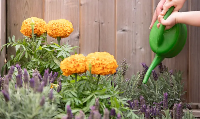 Child watering plants at The Islington Square Day Nursery Preschool London