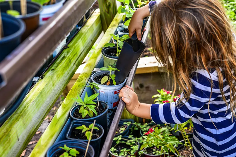 Child gardening, planting seedlings in pots on sunny day.