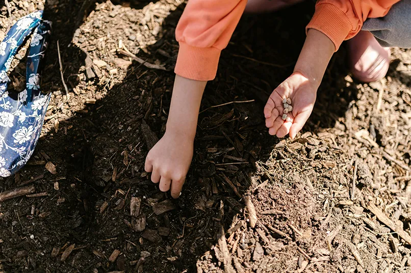 A child's hands planting seeds in soil, with a blue floral bag resting nearby. Sunlight illuminates the earthy textures around them.